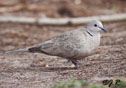 Streptopelia decaocto